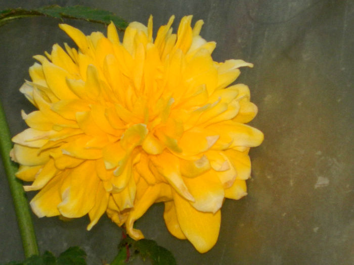 DSCN7134 - APRILIE 2013