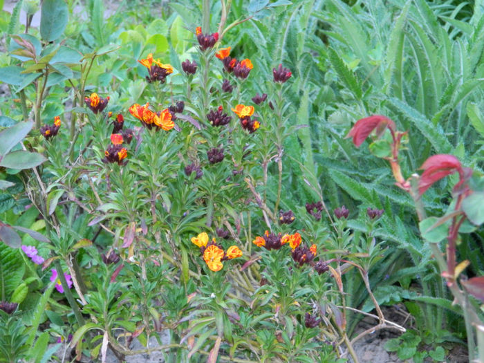 DSCN7149 - APRILIE 2013