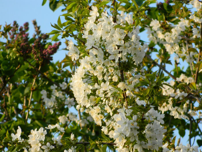 DSCN7151 - APRILIE 2013