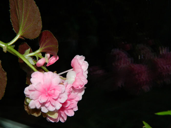 DSCN7195