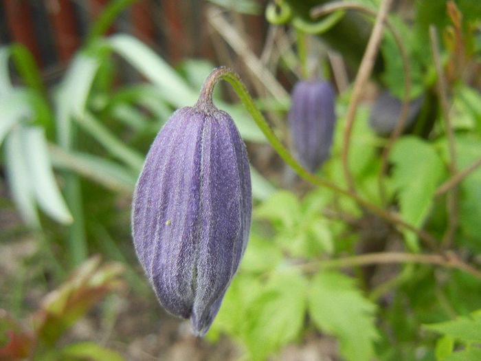 Clematis Pamela Jackman (2013, Apr.19)