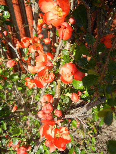 Chaenomeles japonica (2013, April 19)