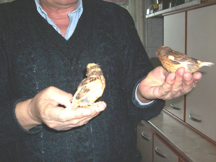 CANARI LA CUIB 2013 115