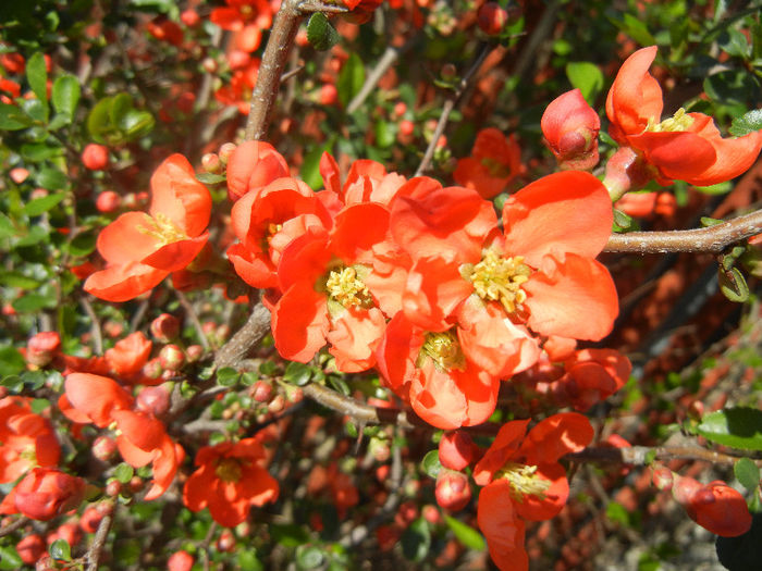 Chaenomeles japonica (2013, April 19)