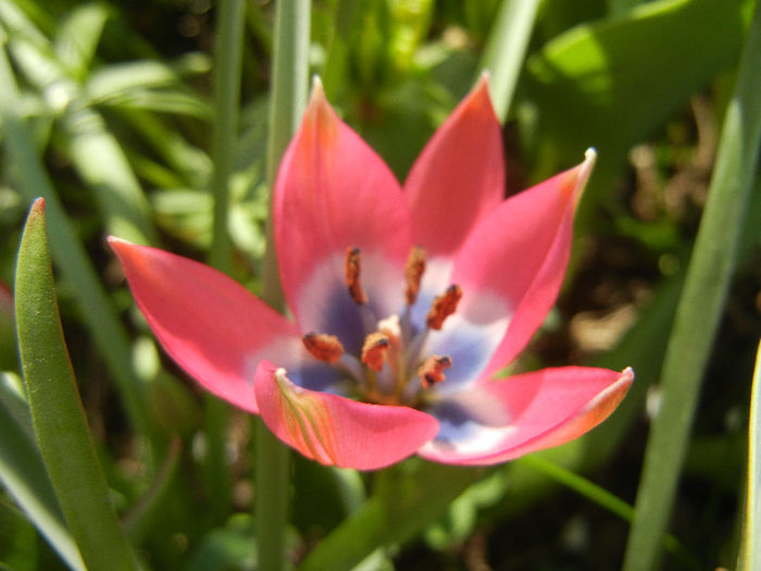 Tulipa Little Beauty (2013, April 20) - Tulipa Little Beauty