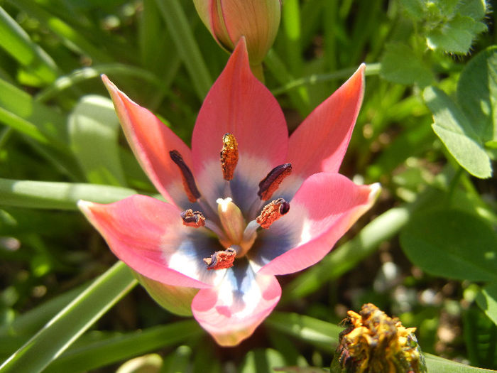 Tulipa Little Beauty (2013, April 20) - Tulipa Little Beauty