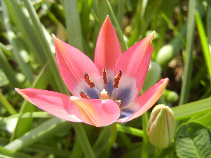 Tulipa Little Beauty (2013, April 20) - Tulipa Little Beauty