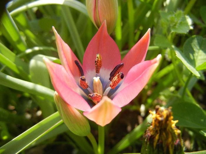Tulipa Little Beauty (2013, April 20)