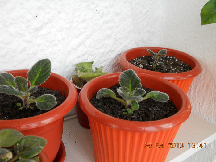 039 - APRILIE 2013