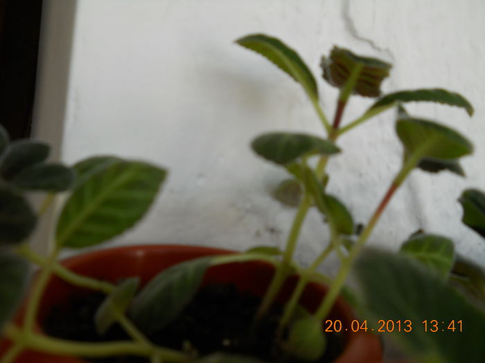 042 - APRILIE 2013