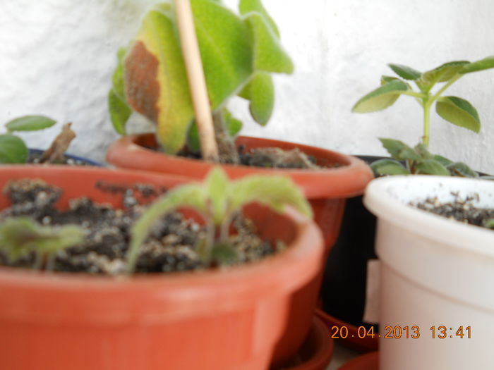 043 - APRILIE 2013