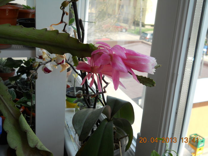049 - APRILIE 2013