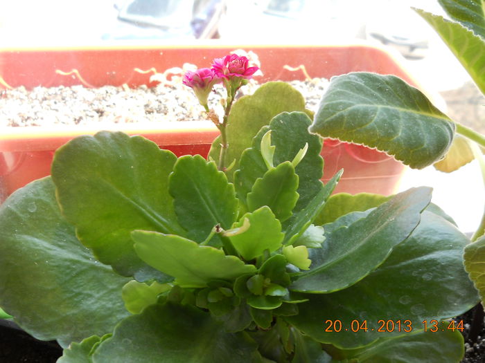 075 - APRILIE 2013
