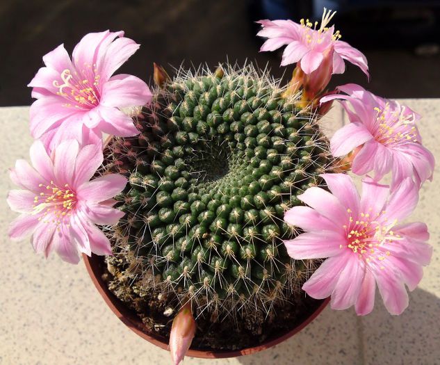 Rebutia