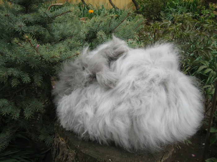 English Angora Rabbit - Femela 3 la 5 luni