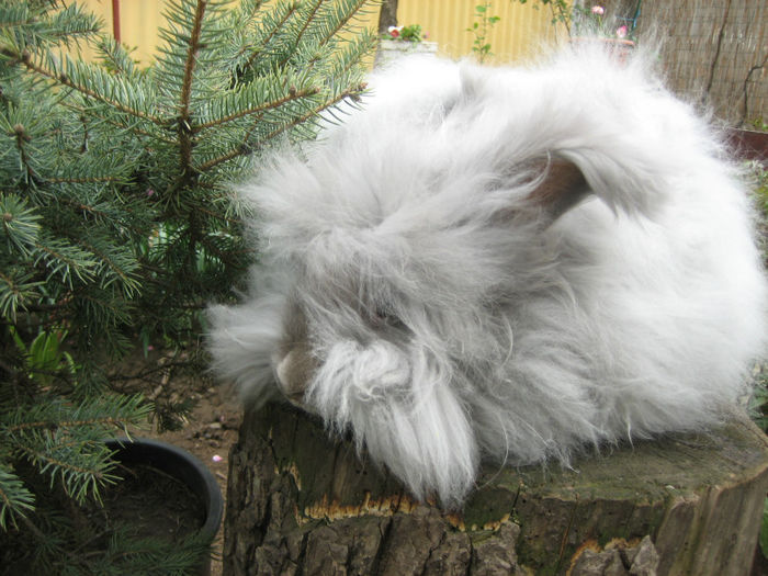 English Angora Rabbit - Femela 3 la 5 luni