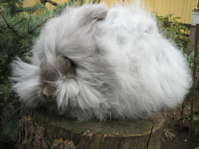 English Angora Rabbit - Femela 3 la 5 luni