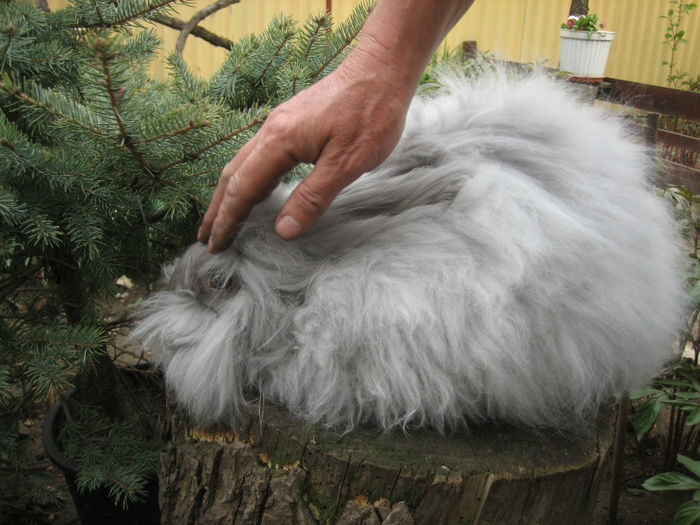 English Angora Rabbit - Femela 3 la 5 luni