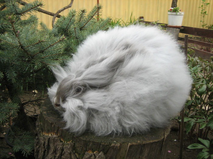 English Angora Rabbit - Femela 3 la 5 luni