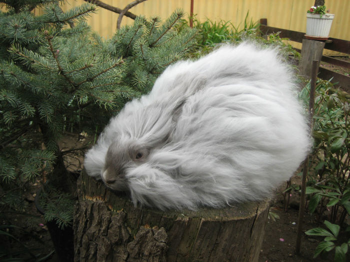 English Angora Rabbit - Femela 3 la 5 luni