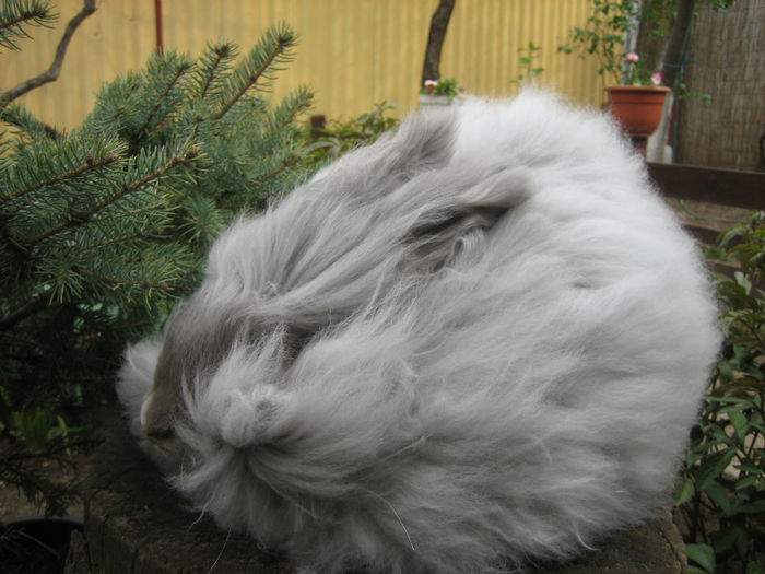 English Angora Rabbit - Femela 3 la 5 luni