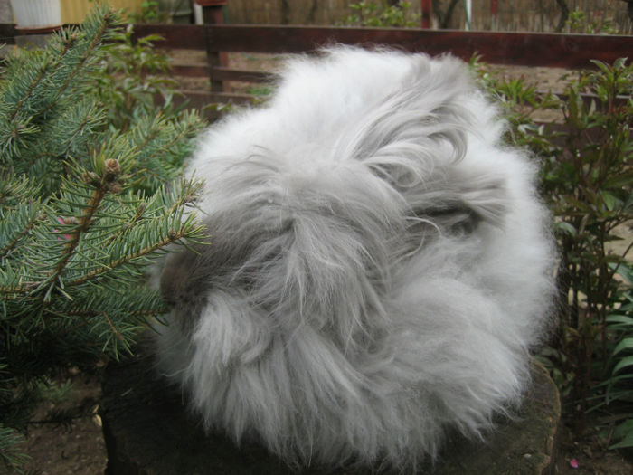 English Angora Rabbit