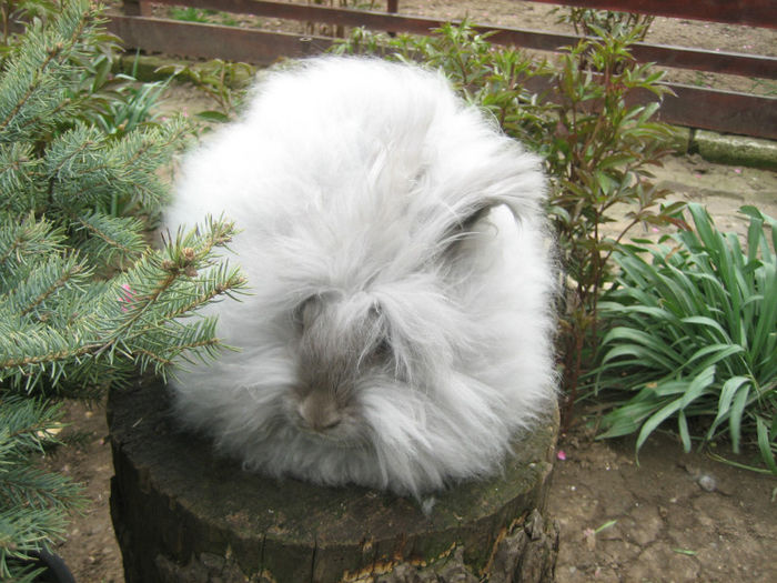 English Angora Rabbit - Femela 3 la 5 luni