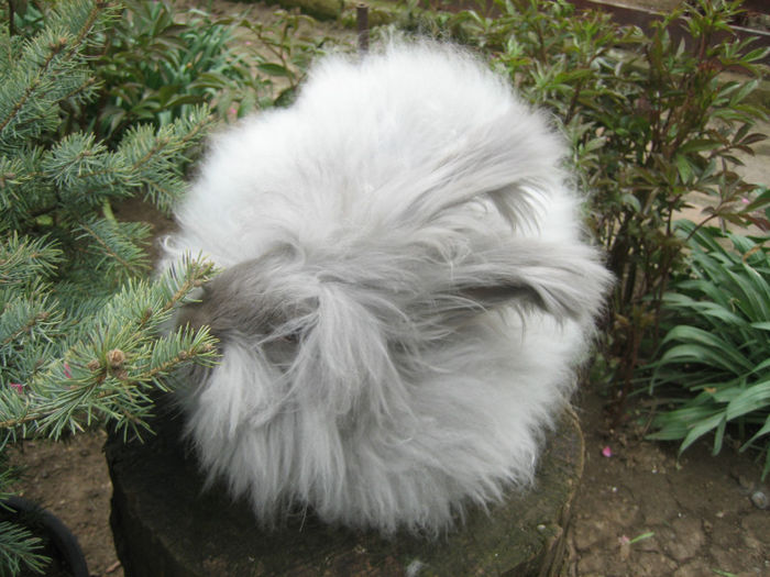 English Angora Rabbit - Femela 3 la 5 luni