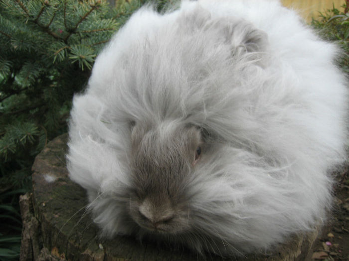 English Angora Rabbit - Femela 3 la 5 luni