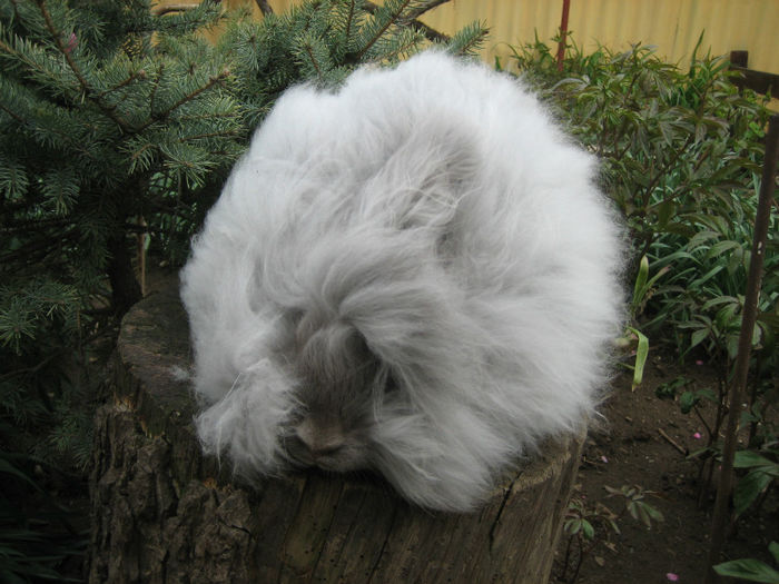 English Angora Rabbit - Femela 3 la 5 luni