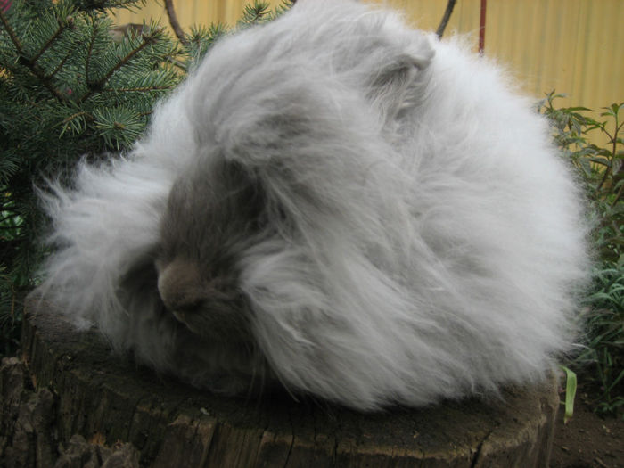 English Angora Rabbit - Femela 3 la 5 luni