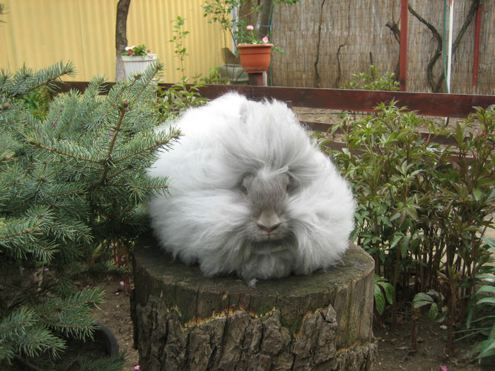 English Angora Rabbit - Femela 3 la 5 luni