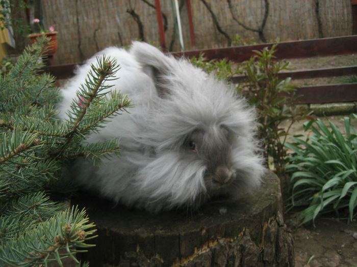 English Angora Rabbit