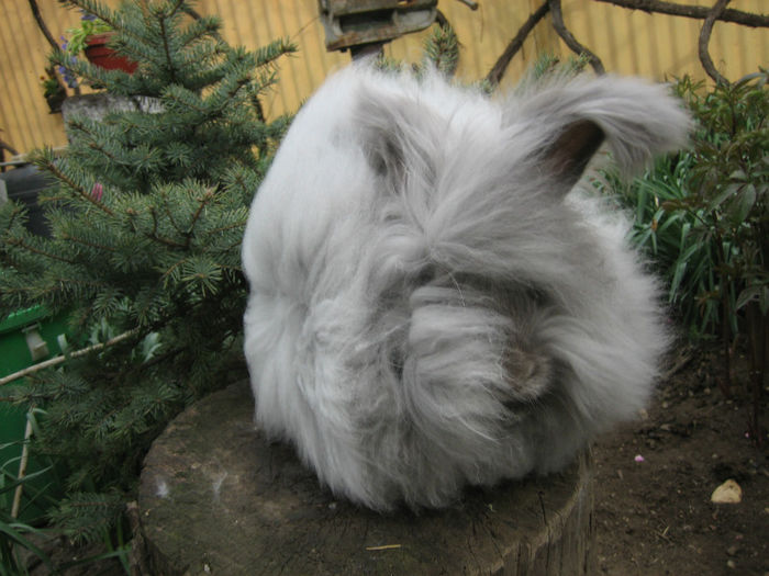 English Angora Rabbit - Femela 3 la 5 luni