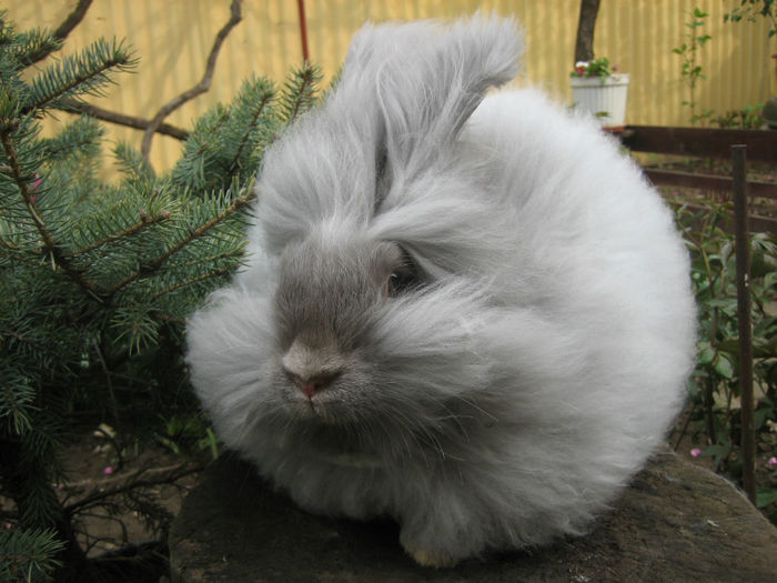 English Angora Rabbit - Femela 3 la 5 luni