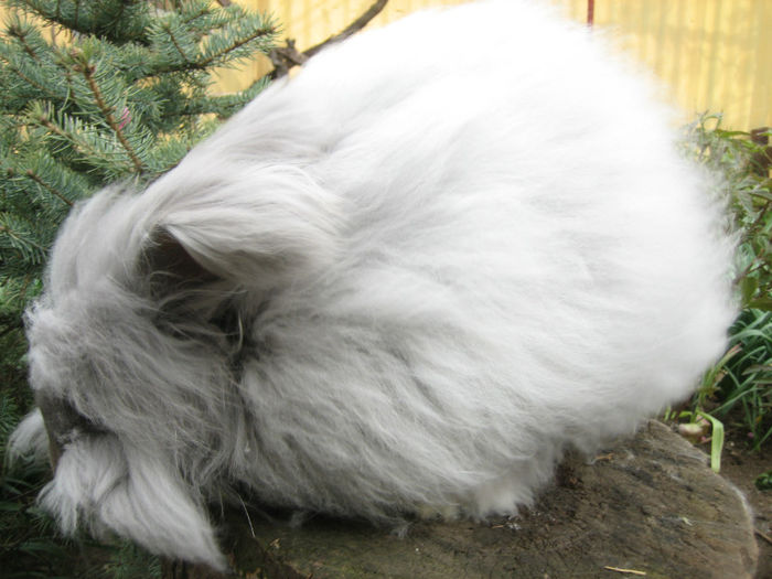 English Angora Rabbit - Femela 3 la 5 luni