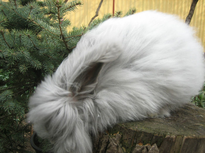 English Angora Rabbit - Femela 3 la 5 luni