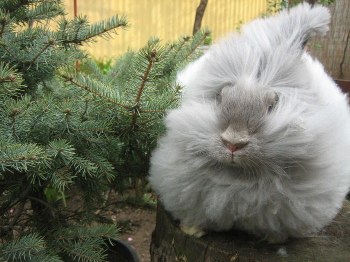 English Angora Rabbit - Femela 3 la 5 luni
