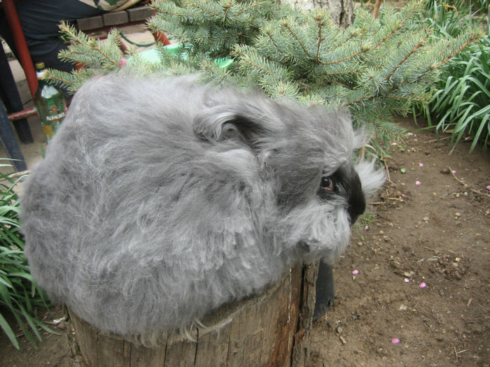 English Angora Rabbit