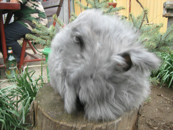 English Angora Rabbit - Femela 4 la 5 luni