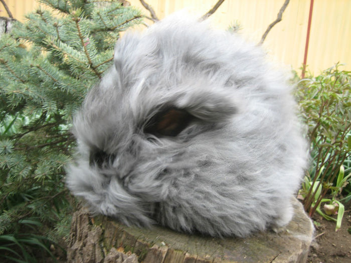 English Angora Rabbit - Femela 4 la 5 luni