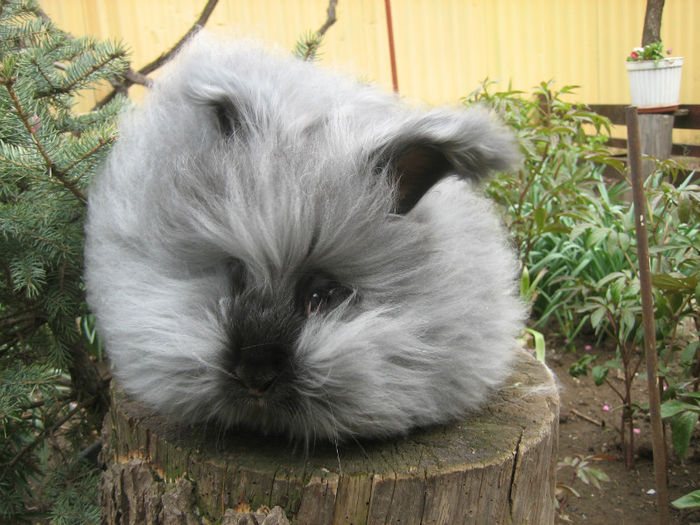 English Angora Rabbit - Femela 4 la 5 luni