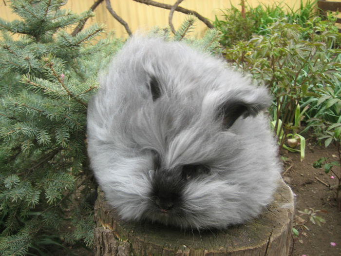 English Angora Rabbit - Femela 4 la 5 luni