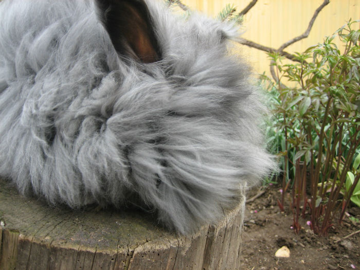English Angora Rabbit - Femela 4 la 5 luni