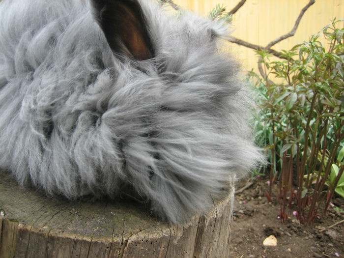 English Angora Rabbit