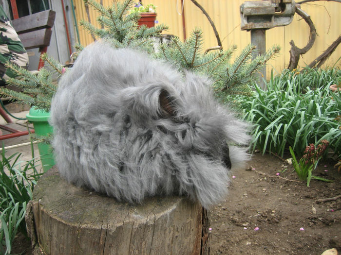 English Angora Rabbit - Femela 4 la 5 luni