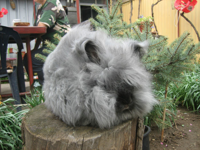 English Angora Rabbit - Femela 4 la 5 luni