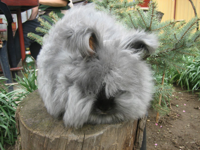 English Angora Rabbit - Femela 4 la 5 luni