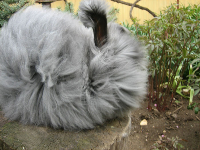 English Angora Rabbit