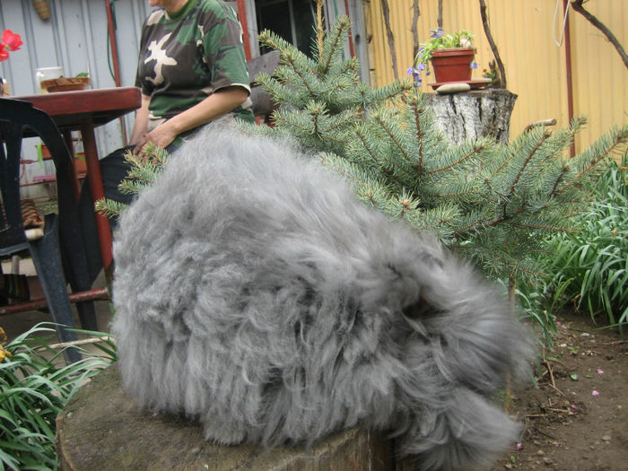 English Angora Rabbit